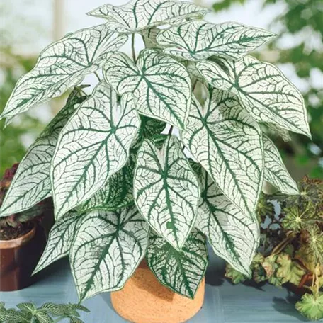 Caladium 'Candidum'