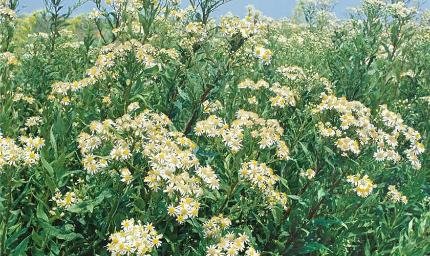 Doldige Garten-Aster 'Weißer Schirm'