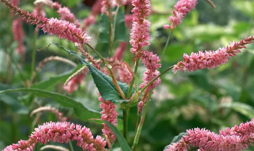 Garten-Kerzenknöterich 'Pink Elephant'®