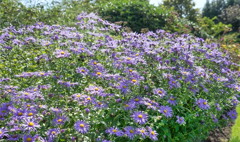 Himmelblaue Aster