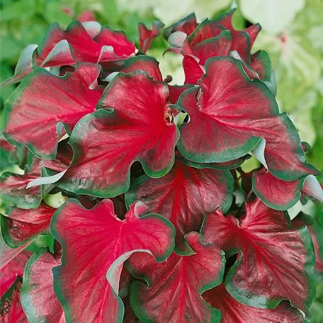 Caladium 'Florida Red Ruffles'