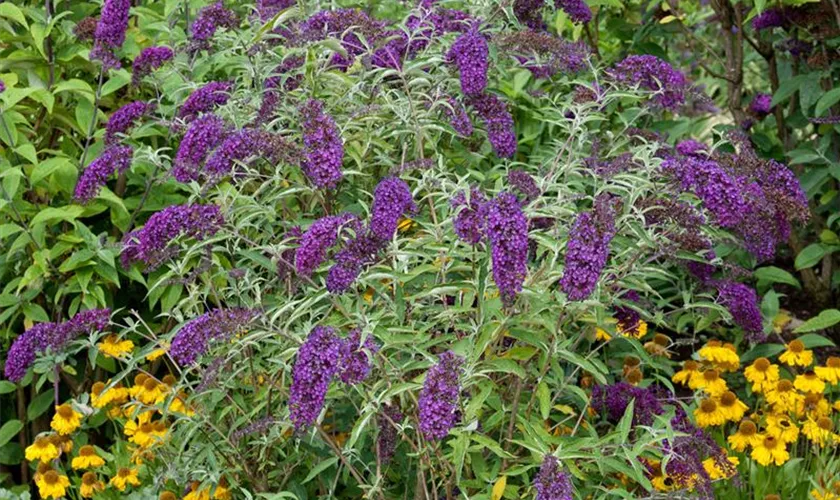 Sommerflieder 'Purple Splendor'