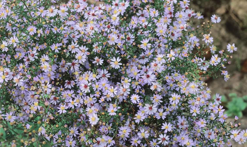 Garten-Schleier-Aster 'Elegans'