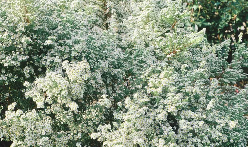 Garten-Schleier-Aster 'Silver Spray'