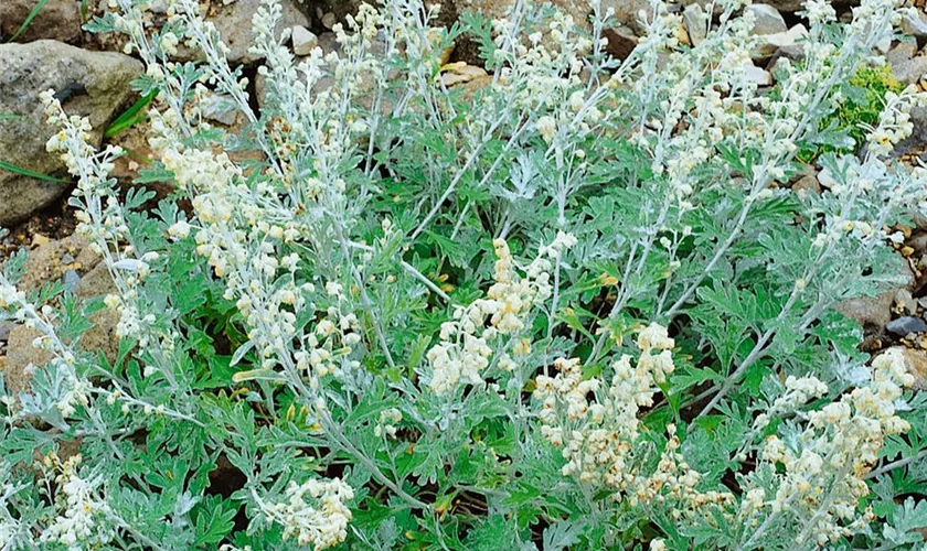 Gabelblättriger Silber-Wermut