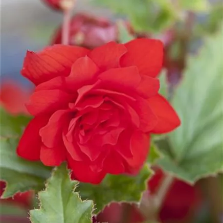 Begonia 'Illumination'®