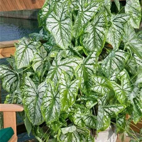 Caladium 'Frog in a Blender'