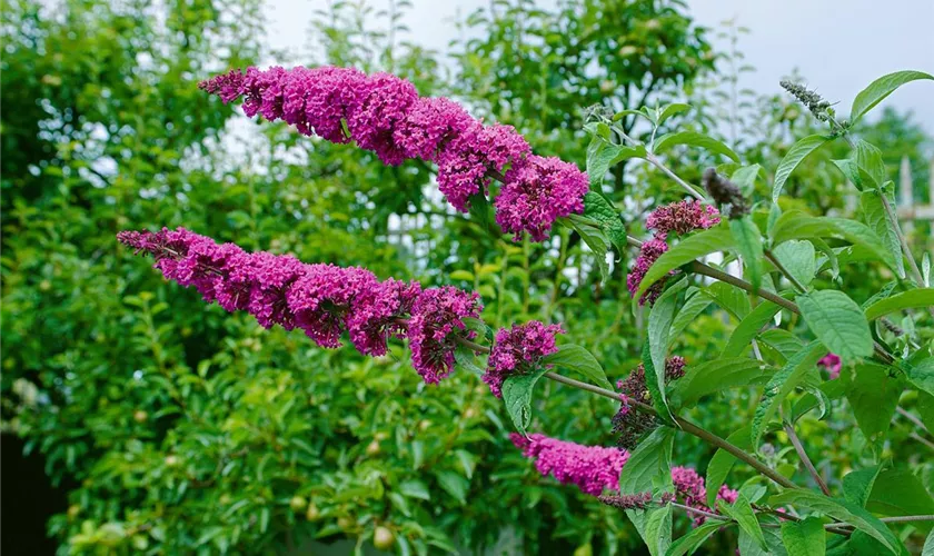 Sommerflieder 'Raspberry Wine'