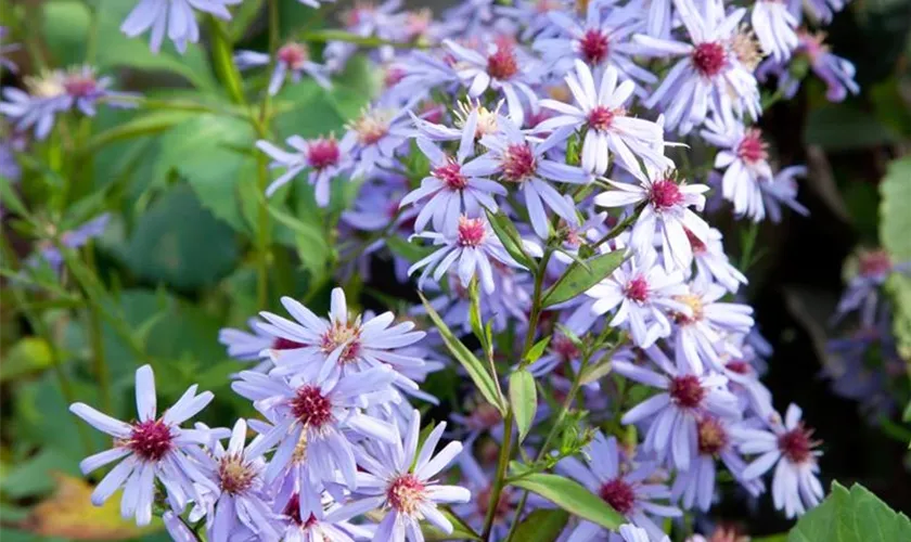 Garten-Schleier-Aster 'Blue Heaven'