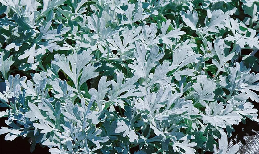 Silber-Wermut 'Silver Brocade'