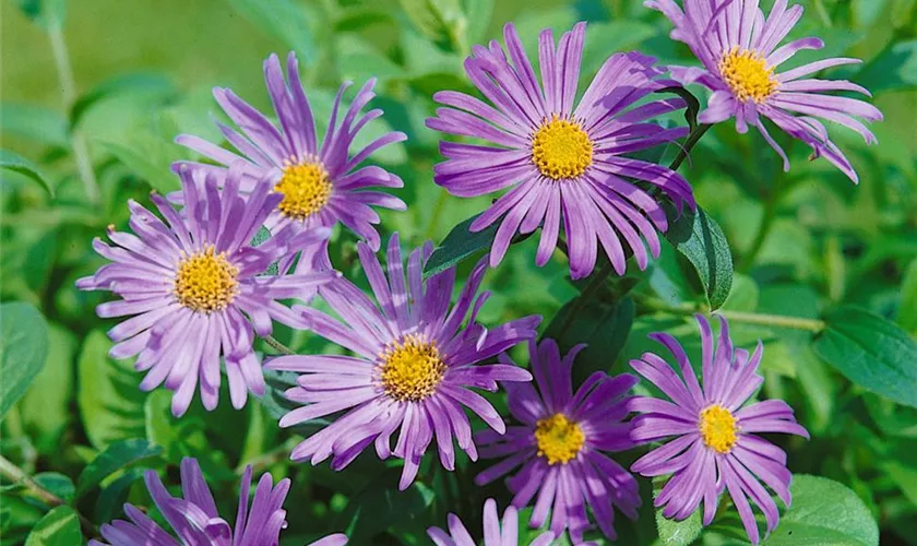 Sommer-Aster 'Wunder von Stäfa'