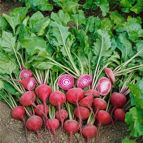 Beta vulgaris ssp. vulgaris 'Chioggia'