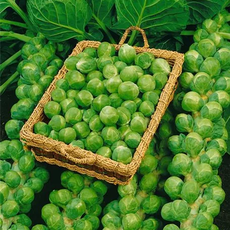 Brassica oleracea var. gemmifera 'Cronus F1'