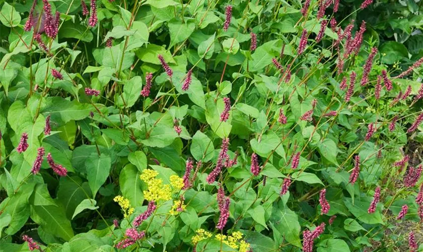 Garten-Kerzenknöterich 'Taurus'