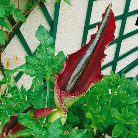 Arum dracunculus