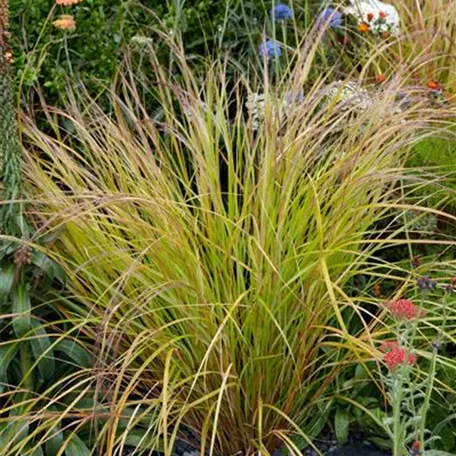 Calamagrostis arundinacea