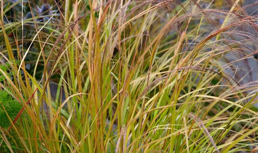 Stipa arundinacea 'Pheasant´s Tail'