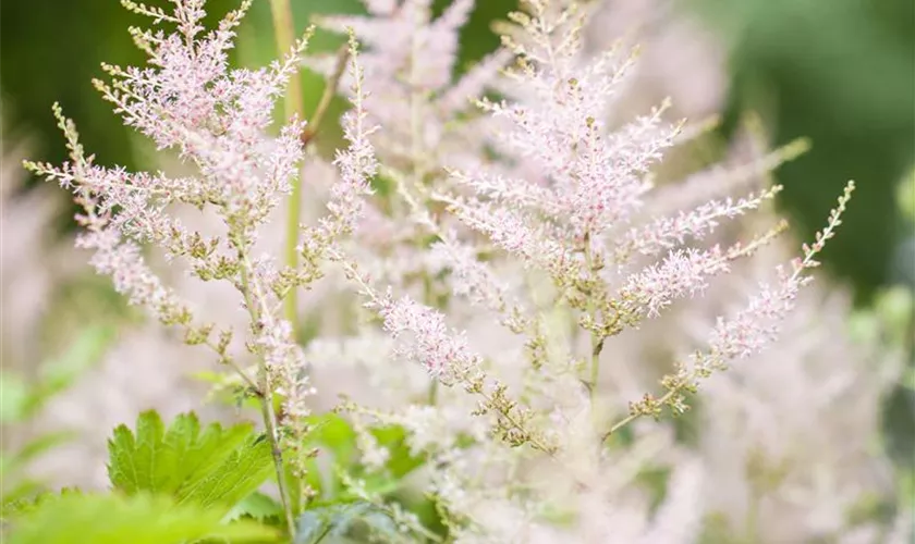 Garten-Prachtspiere 'Darwin´s Snowsprite'