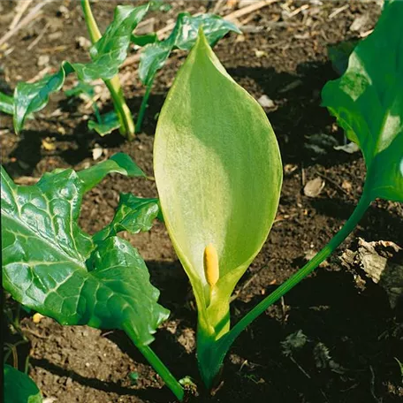 Arum maculatum