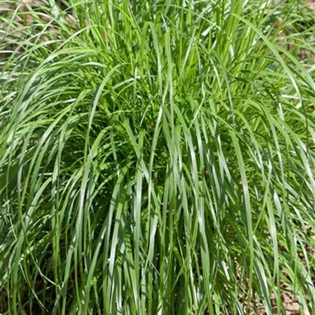 Calamagrostis brachytricha