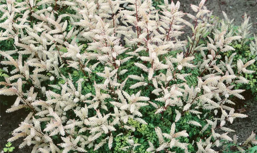 Aruncus aethusifolius 'Elegance'