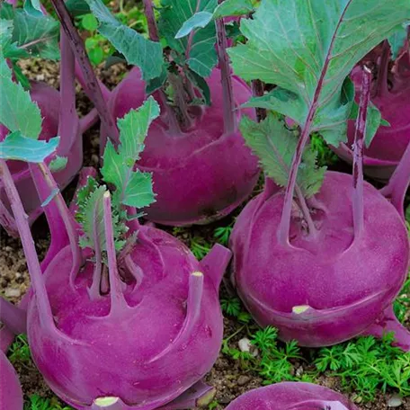 Brassica oleracea var. gongylodes 'Blauwe Spek'