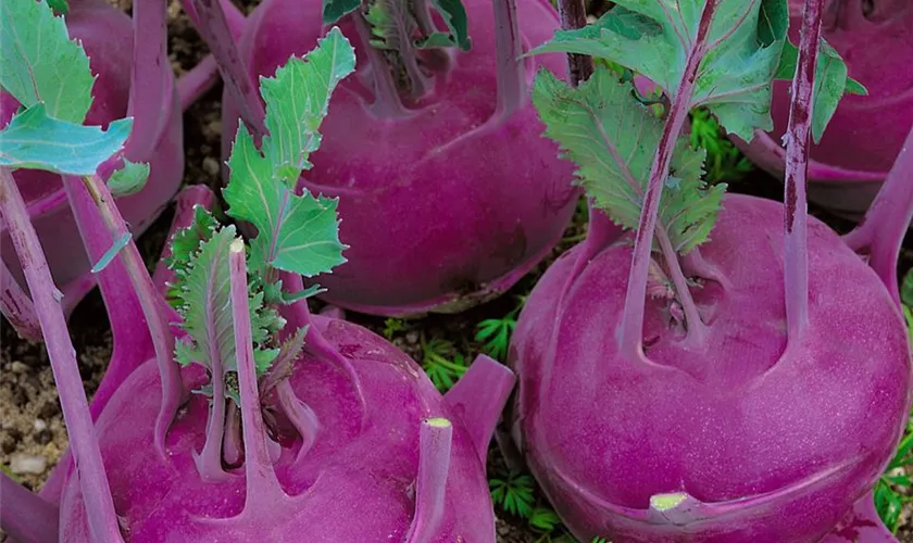 Kohlrabi 'Blauwe Spek'