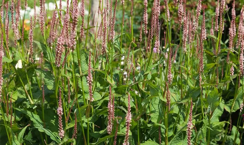 Garten-Kerzenknöterich 'Fine Pink'