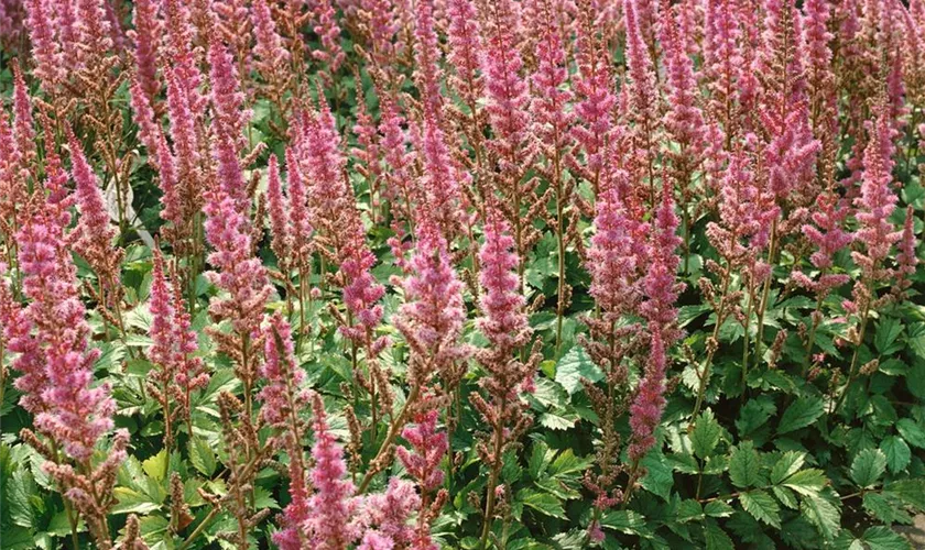 Astilbe chinensis var. pumila 'Frankentroll'