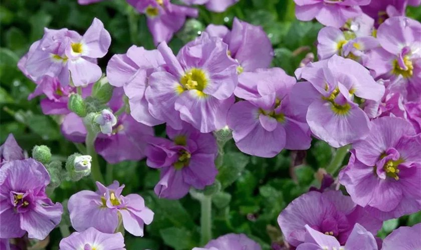 Garten-Blaukissen 'Joy'