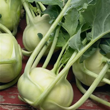 Brassica oleracea var. gongylodes 'Konmar'