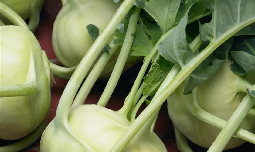 Kohlrabi 'Konmar'