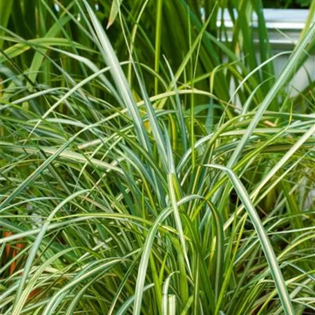 Calamagrostis x acutiflora 'England'