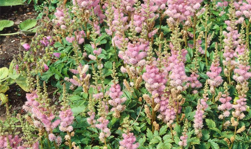 Lanzen-Astilbe 'Adagio'