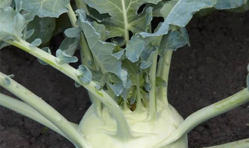 Riesen-Kohlrabi 'Kossak'