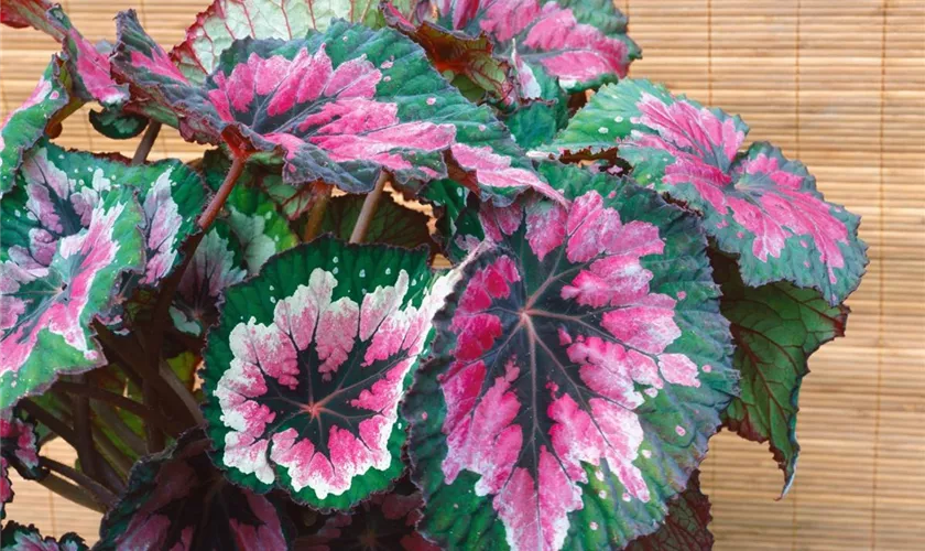 Begonia rex 'Caracas'