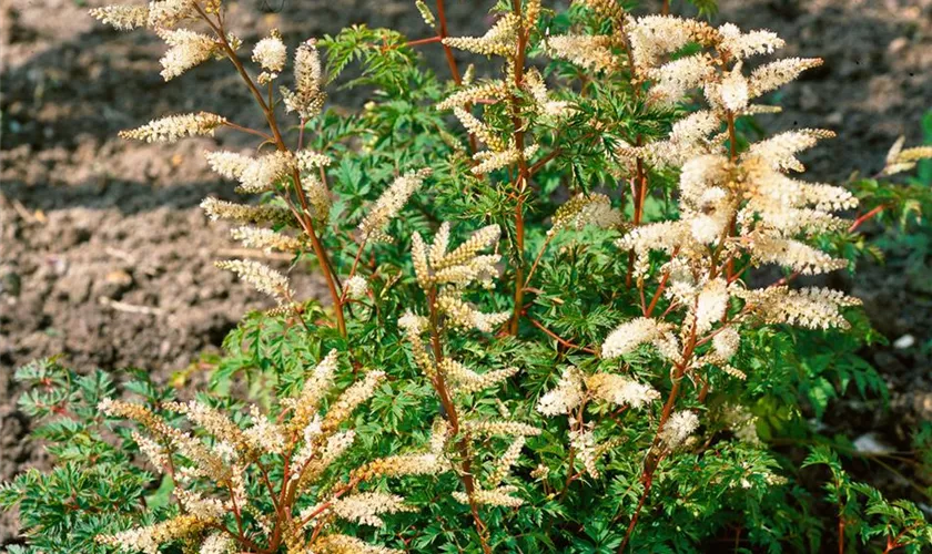 Aruncus aethusifolius 'Ulf'