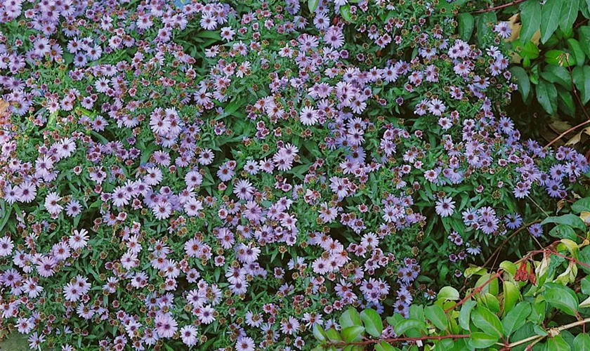 Garten-Kissen-Aster 'Aramis Blue'