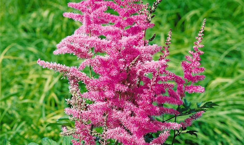 Lanzen-Astilbe