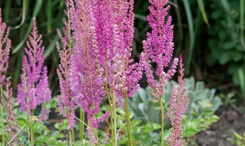 Astilbe chinensis var. taquetii 'Superba'