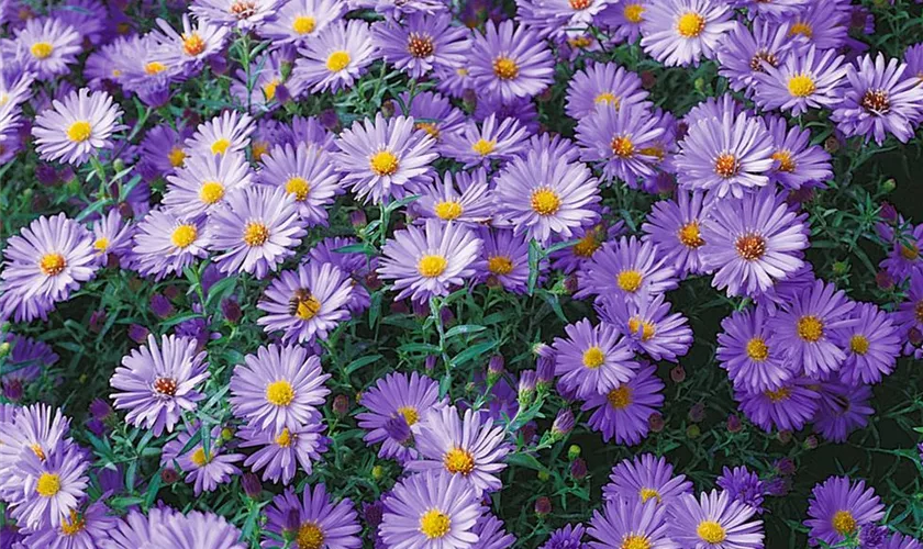 Garten-Kissen-Aster 'Audrey'