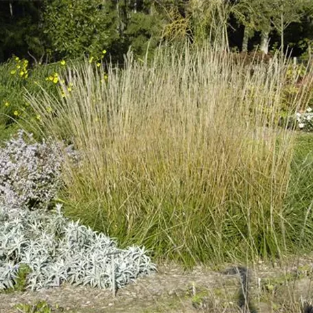 Calamagrostis x acutiflora 'Waldenbuch'