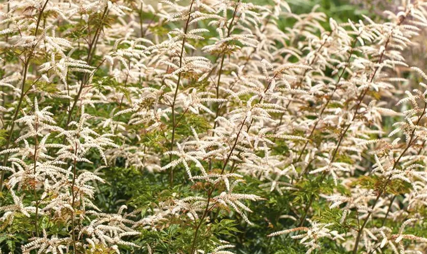 Aruncus aethusifolius 'Noble Spirit'