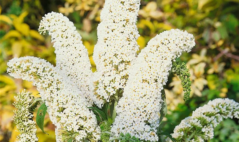 Sommerflieder 'White Swan'