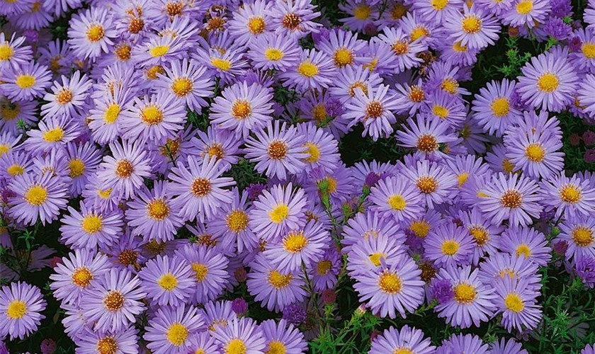 Garten-Kissen-Aster 'Azurit'