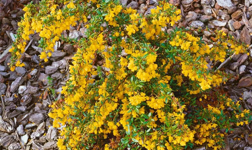 Schmalblättrige Berberitze 'Autumnalis'