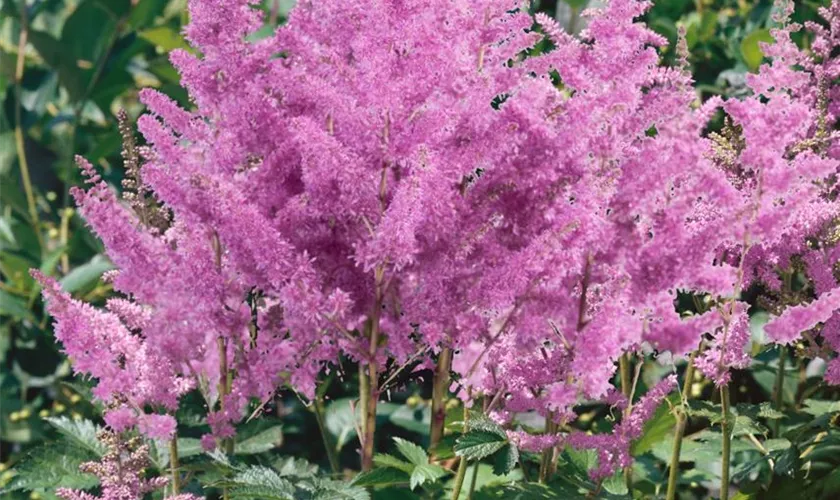 Lanzen-Astilbe 'Brokat'