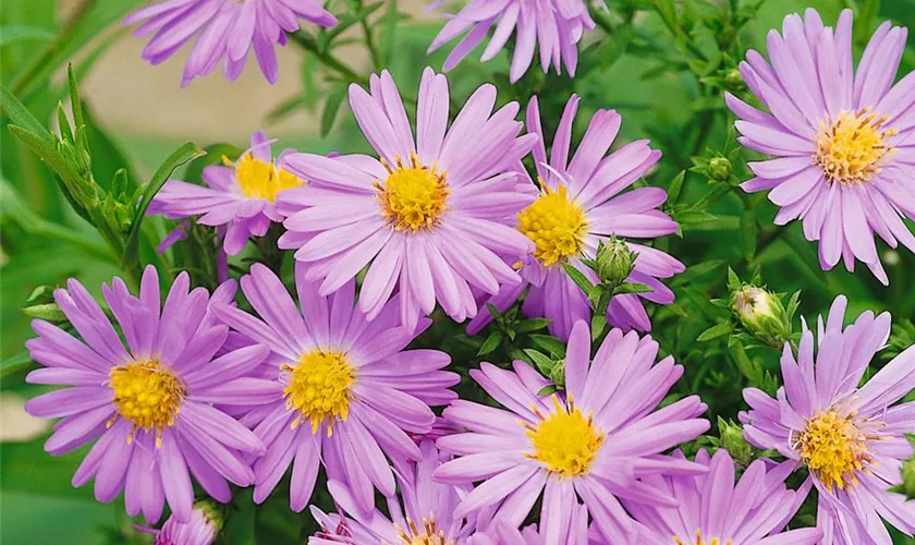 Garten-Kissen-Aster 'Beryll'