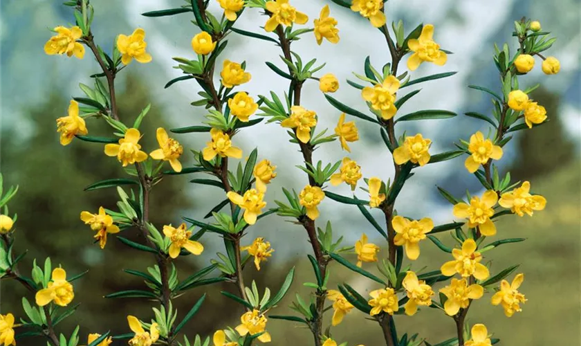 Schmalblättrige Berberitze 'Claret Cascade'