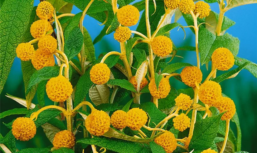 Buddleja globosa 'Lemon Ball'